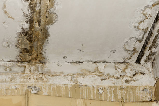 Best HVAC Mold Inspection and Cleaning  in Branson, MO