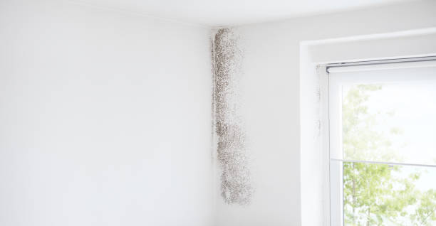 Mold Documentation for Insurance Claims in Branson, MO