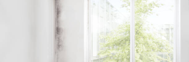 Best Mold Remediation for Healthcare Facilities  in Branson, MO
