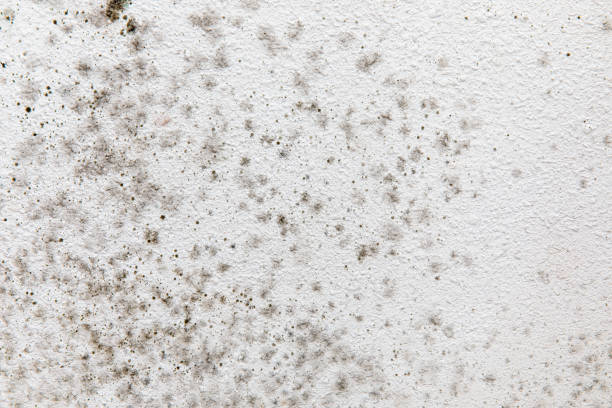 Best Mold Removal for HVAC Installations  in Branson, MO